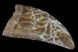 Serrated, T-Rex (Tyrannosaurus rex) Tooth - South Dakota #143940-1